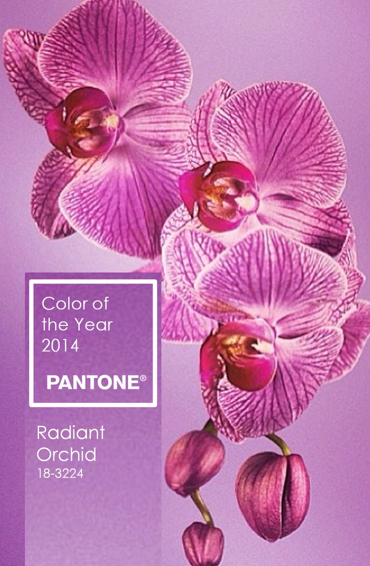 Colour of the year, Amanda Douglas Events, Pantone, Colour Palettes