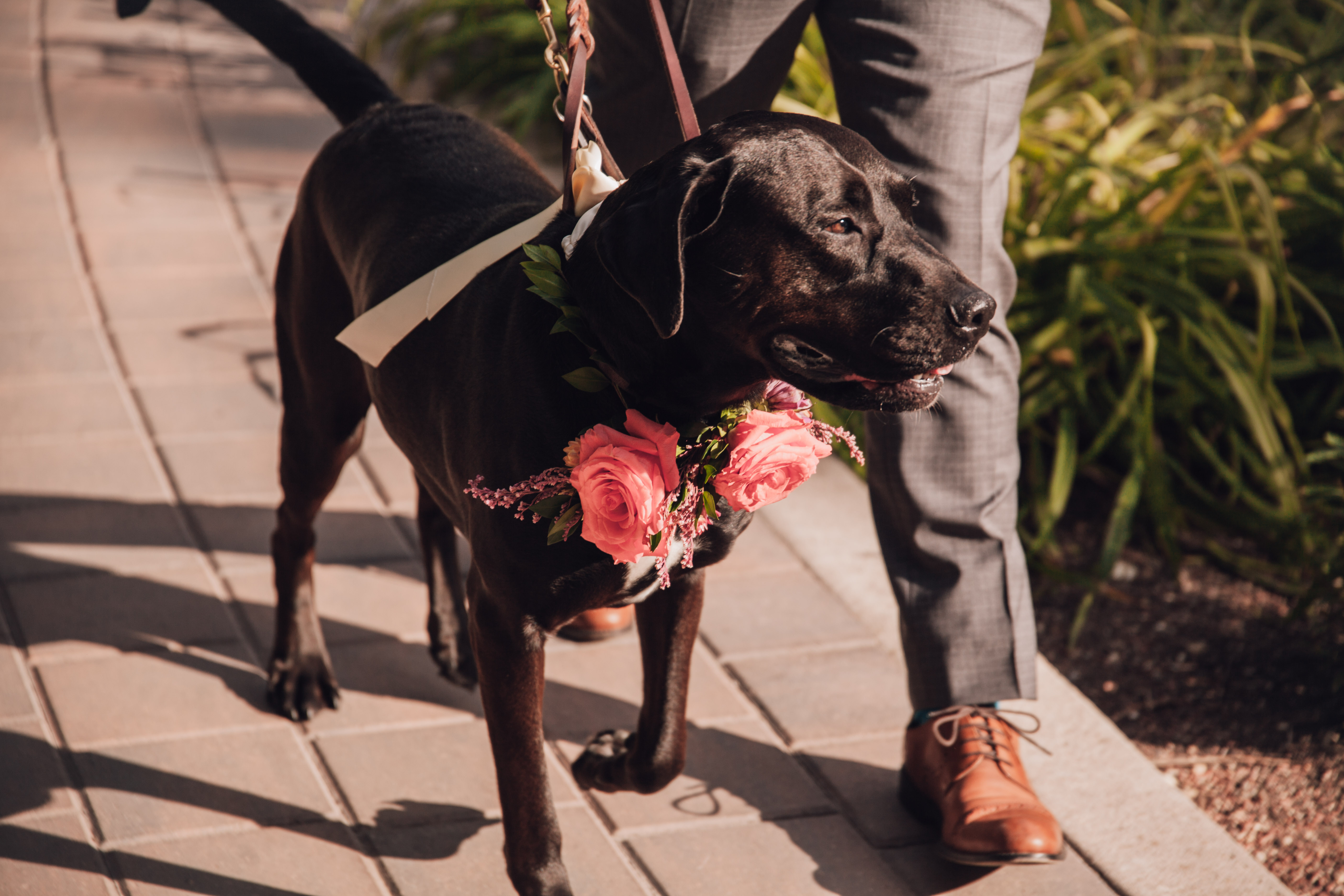 Qualico Family Centre Wedding - dog flowers