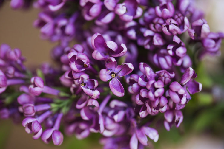 Cileo's Garden Open House - Behind the Scenes - flowers