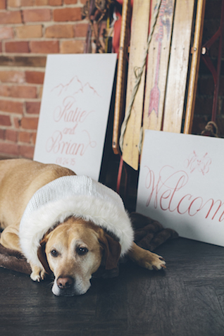 Dog acting as welcome person at wedding - Amanda Douglas Events