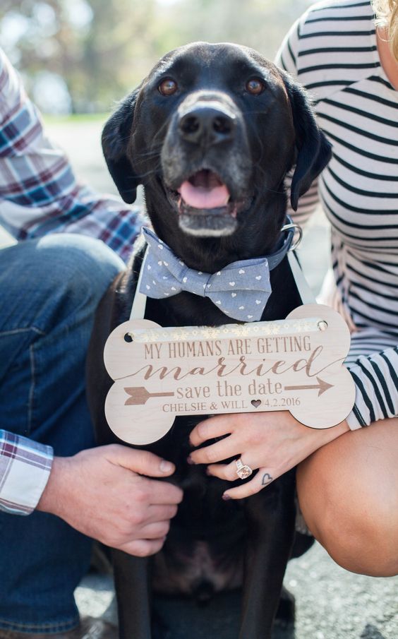 Dog with save the date - Amanda Douglas Events