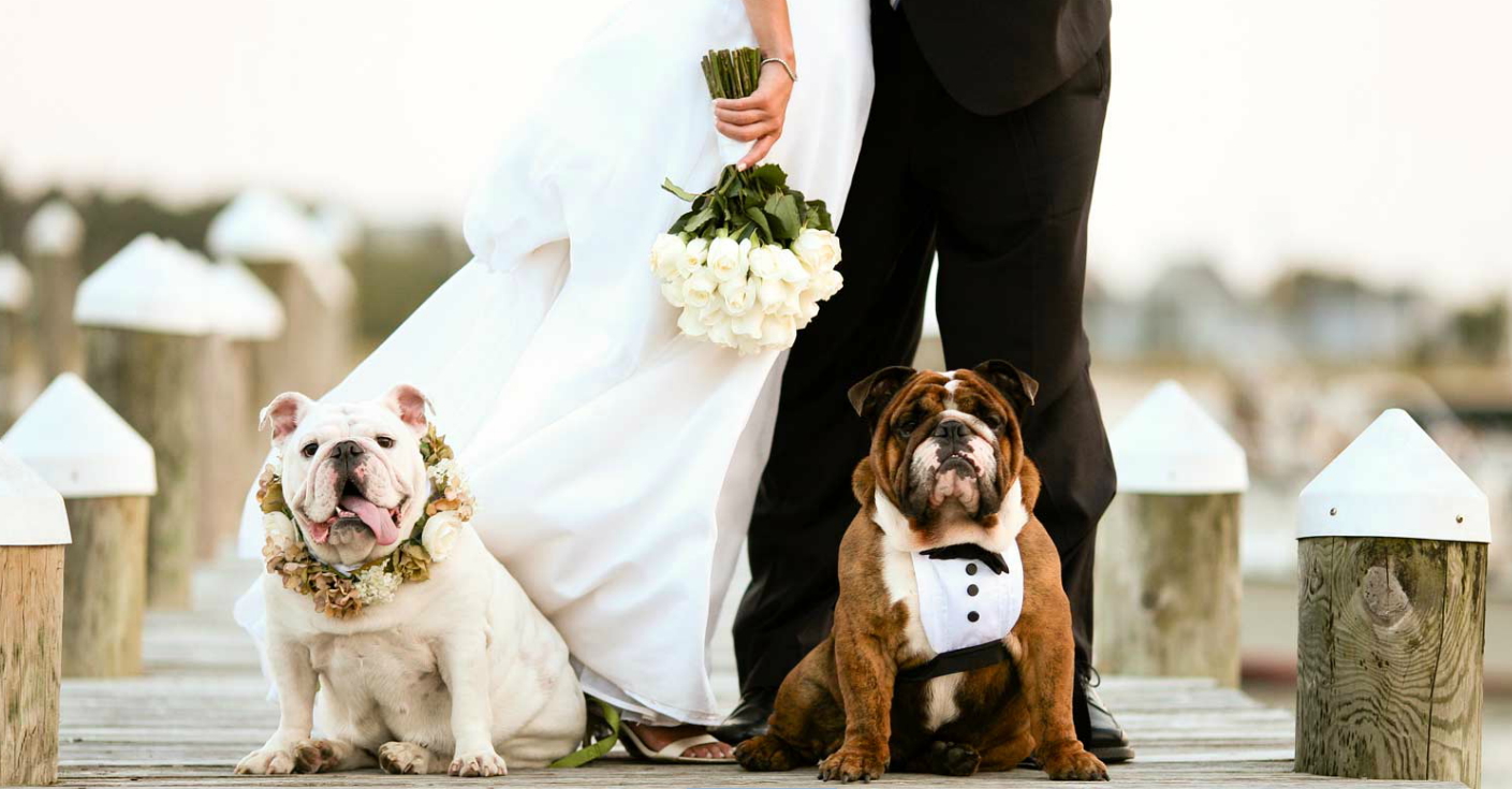 Dog as bridesmaid - Amanda Douglas Events