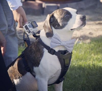 go pro on my dog at my wedding - Amanda douglas events